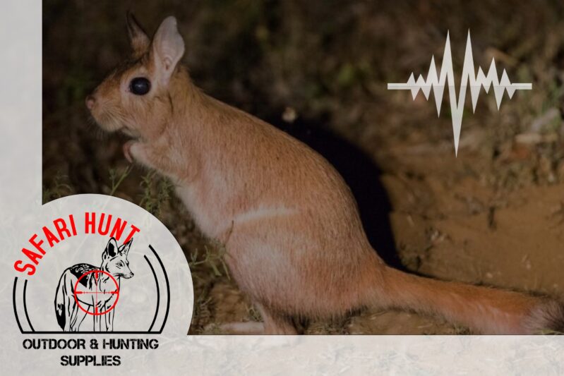 Springhaas Bontie SH