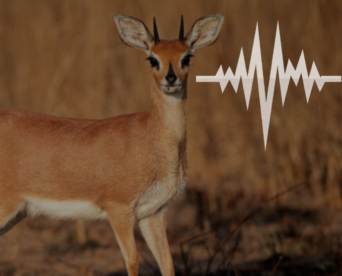 Safari Hunt - Animal Sounds